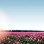 Dromen In De Duinen By Droomvilla
