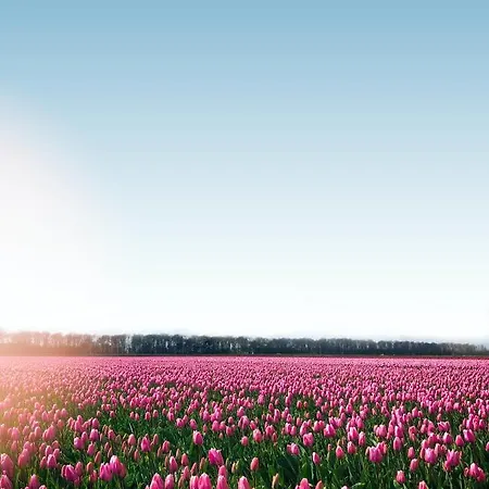 Dromen In De Duinen By Droomvilla