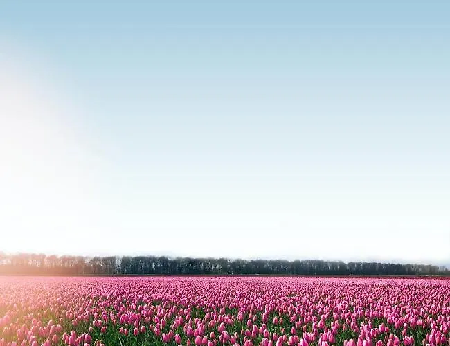 Dromen In De Duinen By Droomvilla